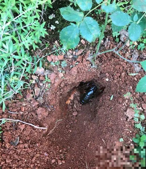 大螃蟹做花肥,秋天大补,花吃完就疯长了! 大螃蟹做花肥,秋天大补,花吃完就疯长了!