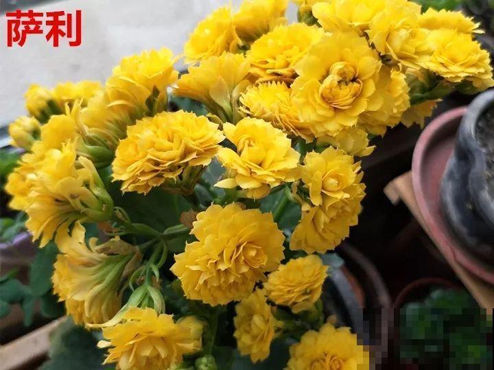 这种花品种多,花型好,养了你就爱上了! 这种花品种多,花型好,养了你就爱上了!