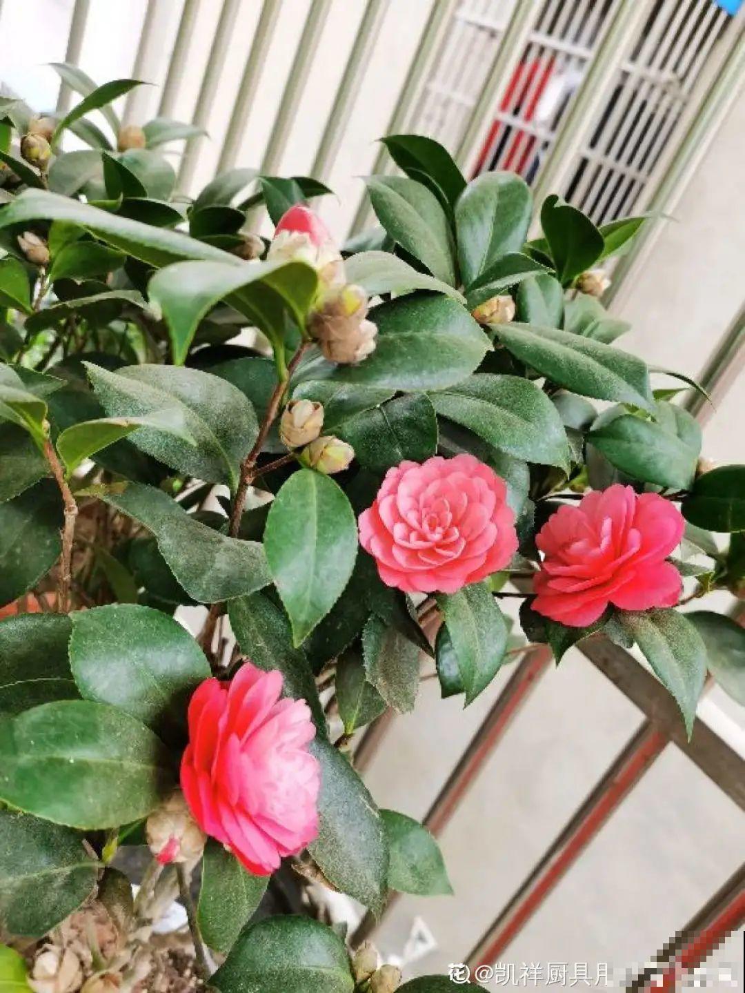 秋天开始降温了,9种花放外面冻一冻,开出饱满大花球 秋天开始降温了,9种花放外面冻一冻,开出饱满大花球