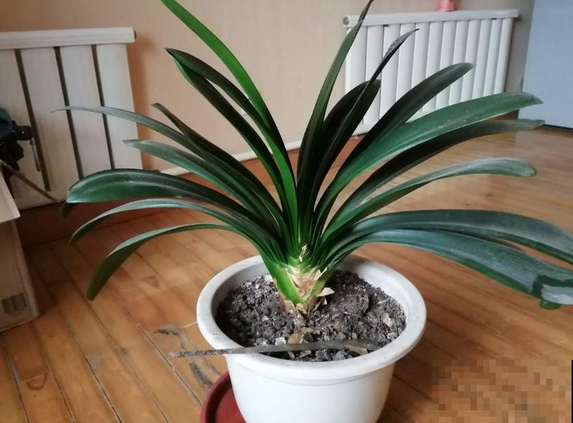 买君子兰水太深，掌握这些标准，一眼判断品质好坏！