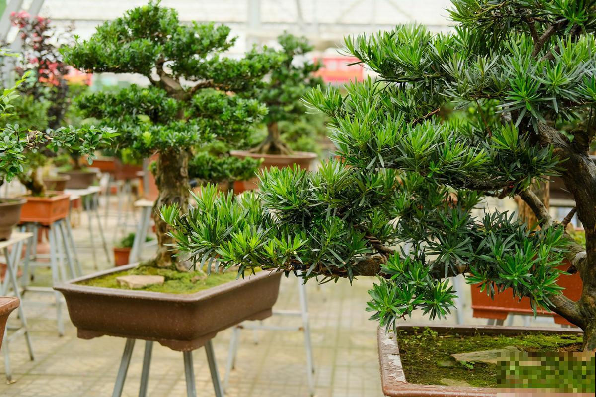 4种镇宅花，适合养家里，平安顺遂好兆头