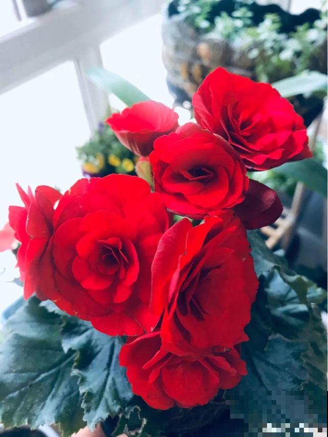 这花最娇气，叶子一喷水，立马就烂了！