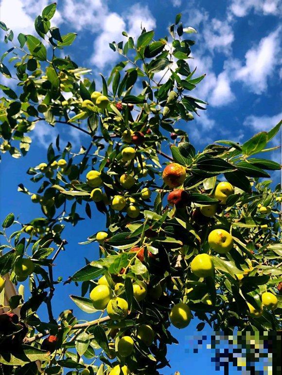 秋日开花多，美景拍下来，留住最美一刻