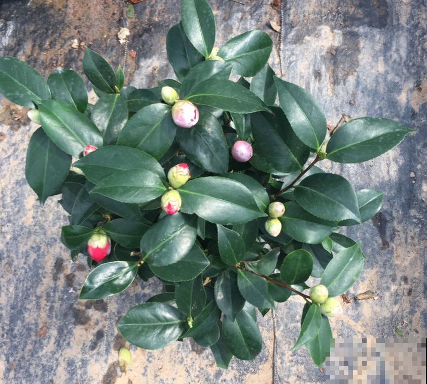 茶花五色赤丹，一花五色，花大如碗！