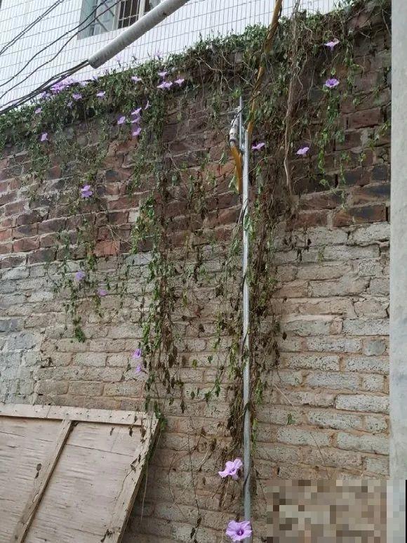 救命！入侵植物爬进院子，三年都杀不完！