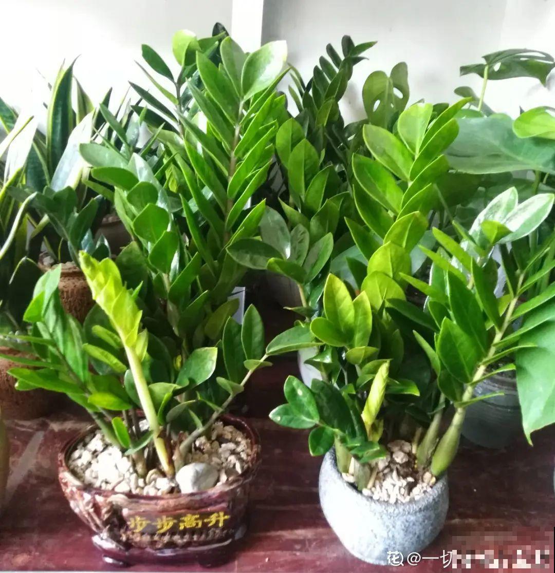 10种花少浇水，天冷容易涝根，旱一旱才长得旺