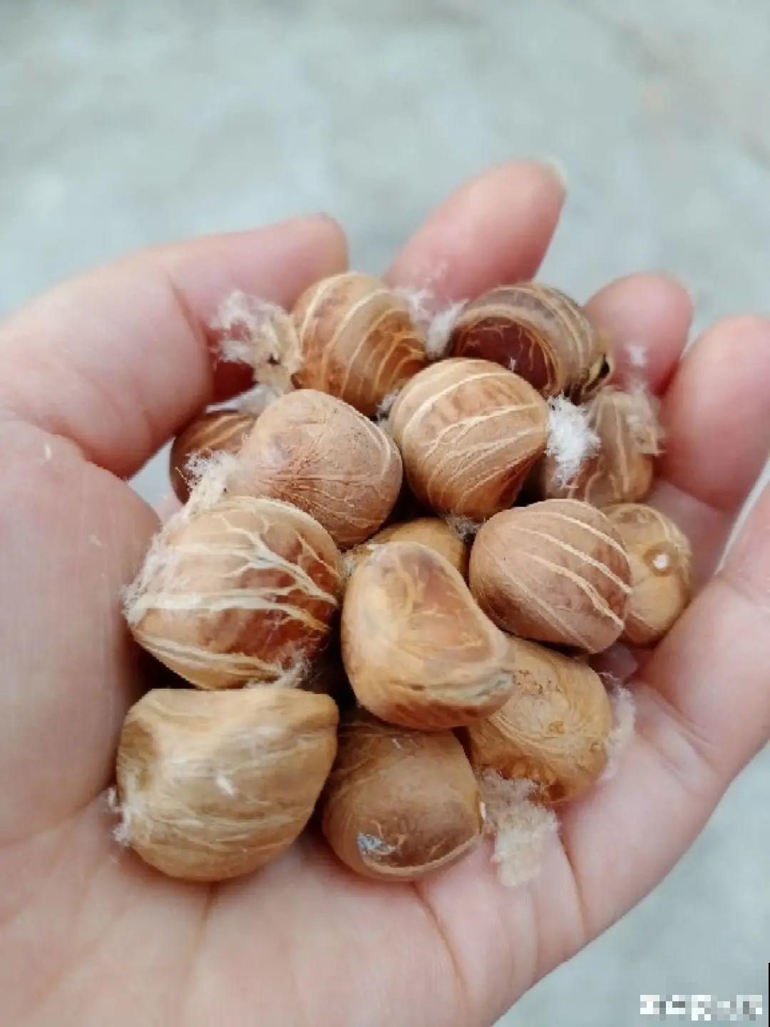 15种花，开完花就结种子，千万别丢掉