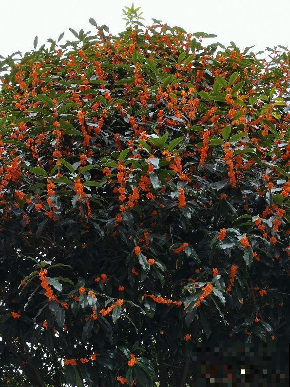 正值“桂月”，养桂花最合适，香味超浓郁