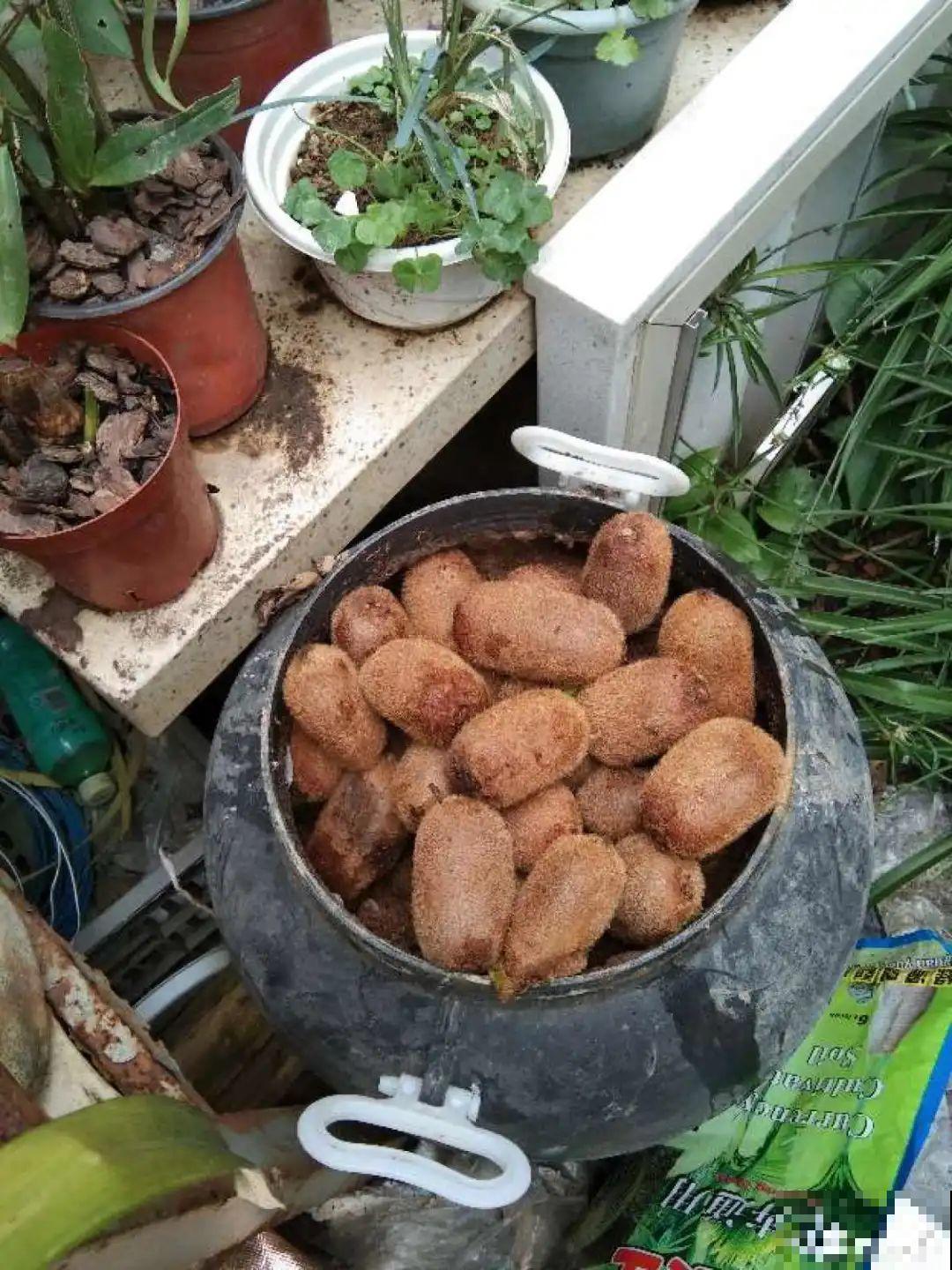 大螃蟹做花肥,秋天大补,花吃完就疯长了! 大螃蟹做花肥,秋天大补,花吃完就疯长了!