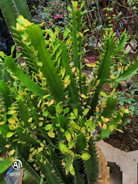 龙骨青葱翠绿，枝干苍劲挺拔，一年四季常青