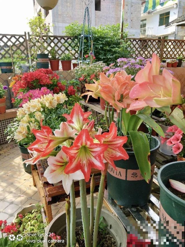 朱顶红放家里总是养不好，丢路边反而疯长一大片，扎心！