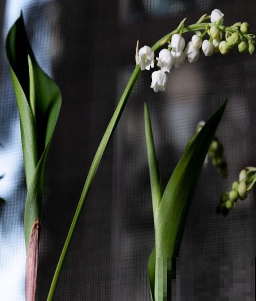 冬天家里种铃兰,抑菌效果好,感冒不怕“串窝子”! 冬天家里种铃兰,抑菌效果好,感冒不怕“串窝子”!