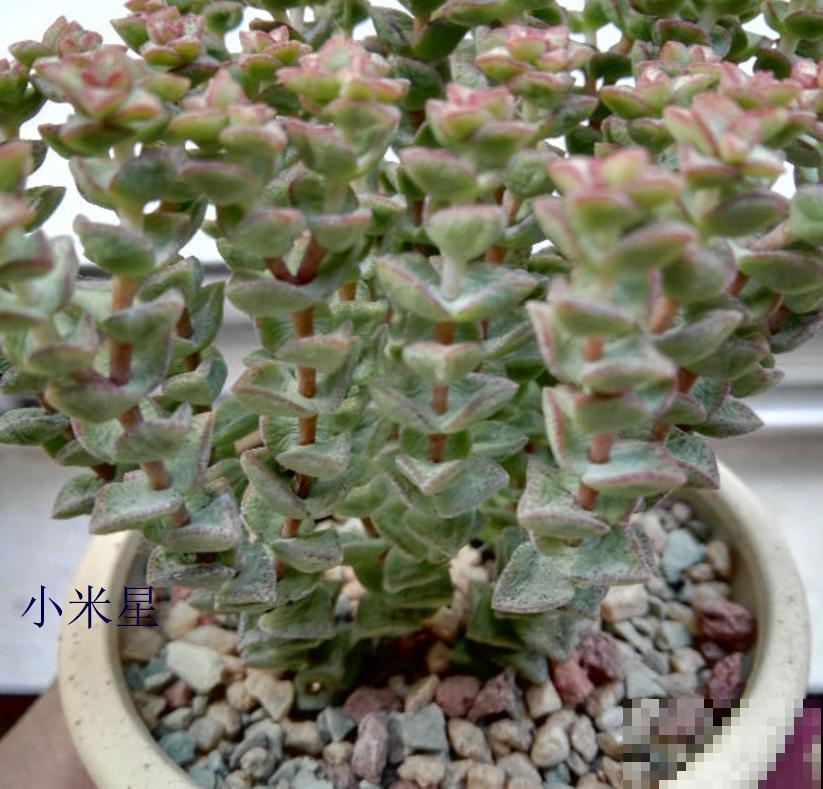 小米星和钱串长得像,4点细节可以区分,不再搞混! 小米星和钱串长得像,4点细节可以区分,不再搞混!