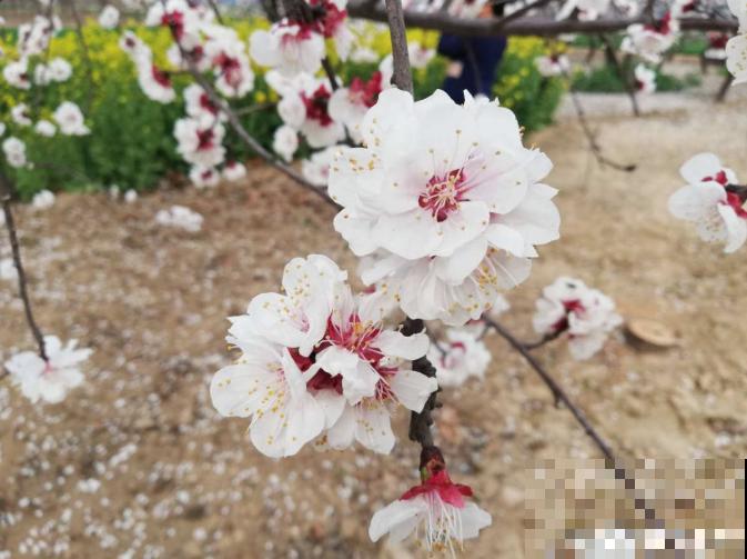 花是一种文化,每个传统节日,都有一种花 花是一种文化,每个传统节日,都有一种花