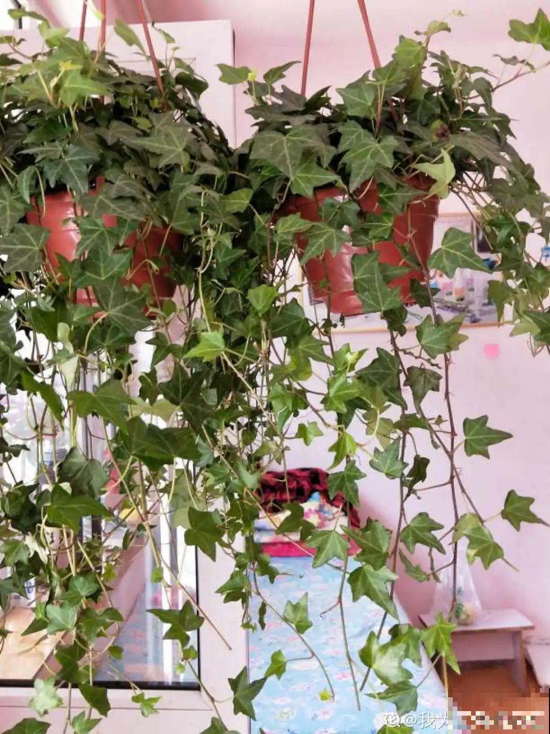 挂起来就能养的花,开花多不占地儿,家里能养100盆! 挂起来就能养的花,开花多不占地儿,家里能养100盆!