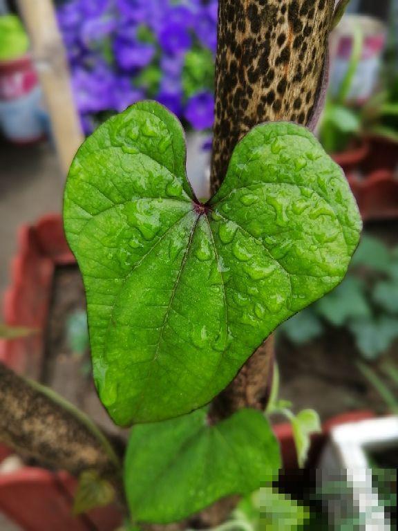 5种蔬菜头别丢掉，清水里一搁，呼呼长出翠绿芽