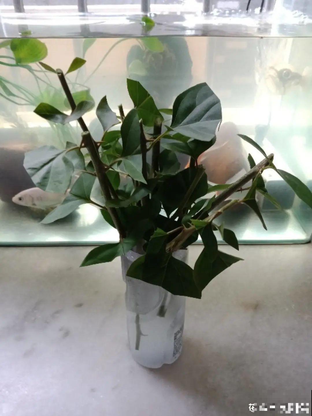 冬天扦插，只用一张塑料薄膜，就能长出小嫩芽