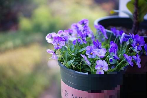 冬天养这5种花,越冷越开花,适合室内养护 冬天养这5种花,越冷越开花,适合室内养护