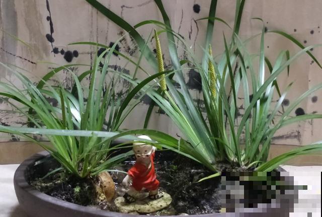 种几棵菖蒲当盆景,气质独特,文人风骨尽显! 种几棵菖蒲当盆景,气质独特,文人风骨尽显!