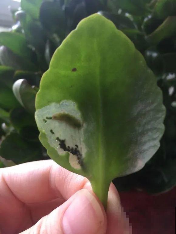 虫子再不杀，花都要死了，活不过今年！