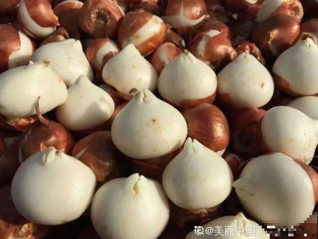 南方花友请注意，这几种花先别买，买回家就挂！