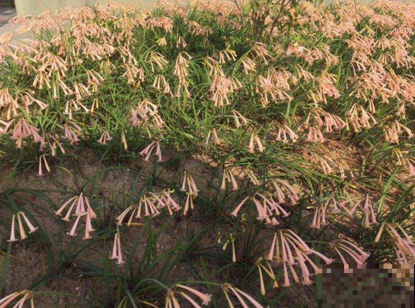 垂筒花适合在家养，香气甜美，闻了就有好心情！