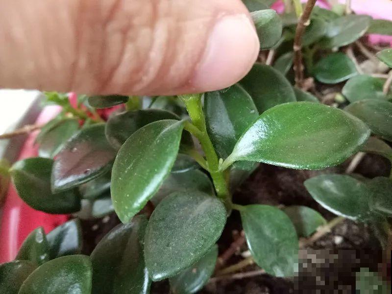 冬天扦插，只用一张塑料薄膜，就能长出小嫩芽