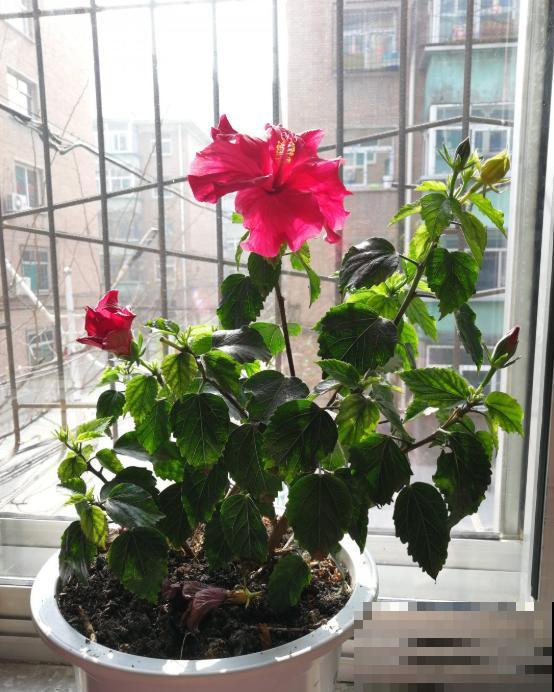 植物命名的5种方式,新奇有趣! 植物命名的5种方式,新奇有趣!