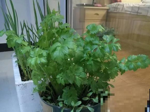 种盆芹菜放厨房，做饭时摘几棵，新鲜爽口又健康！