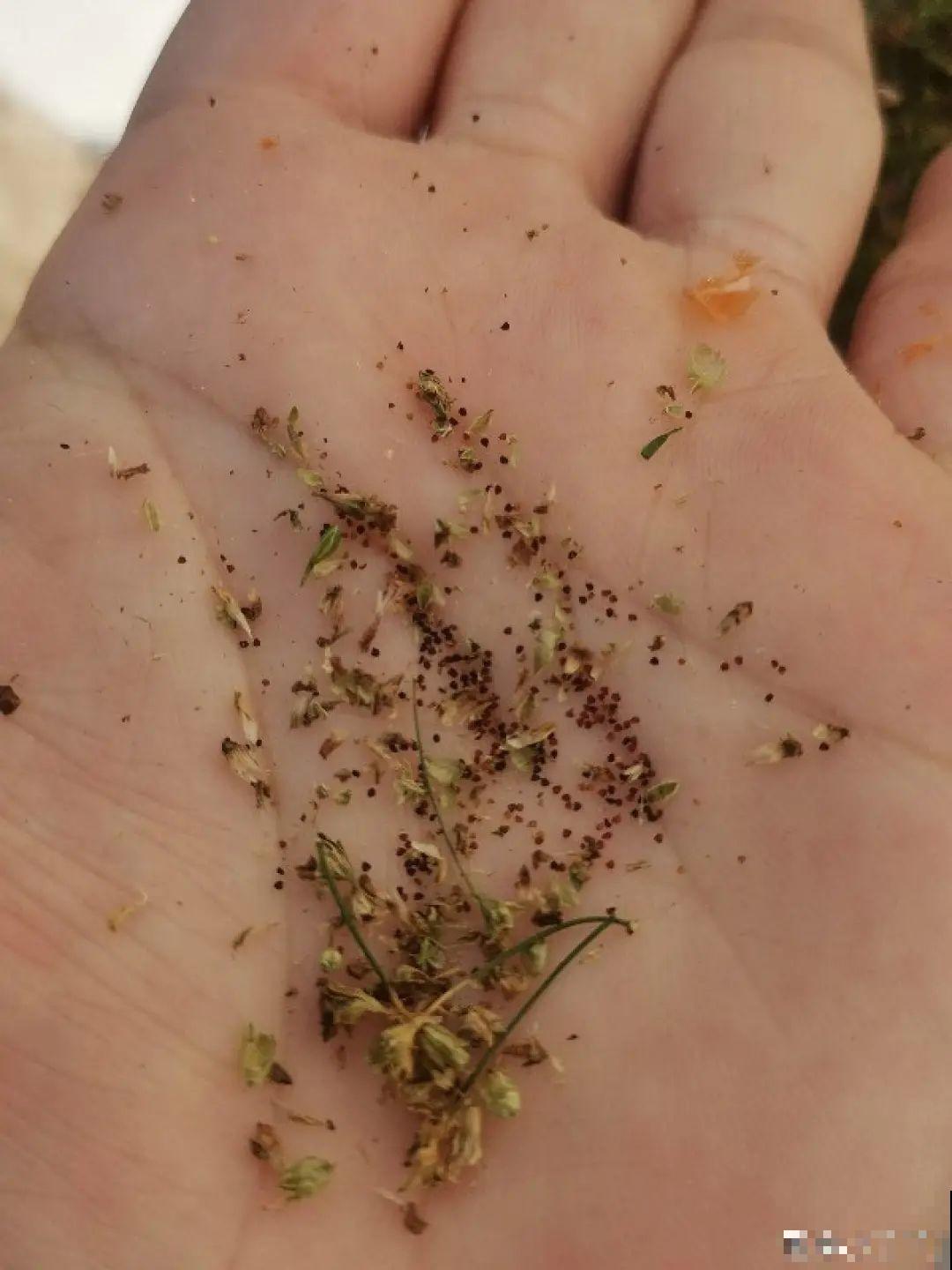 15种花，开完花就结种子，千万别丢掉