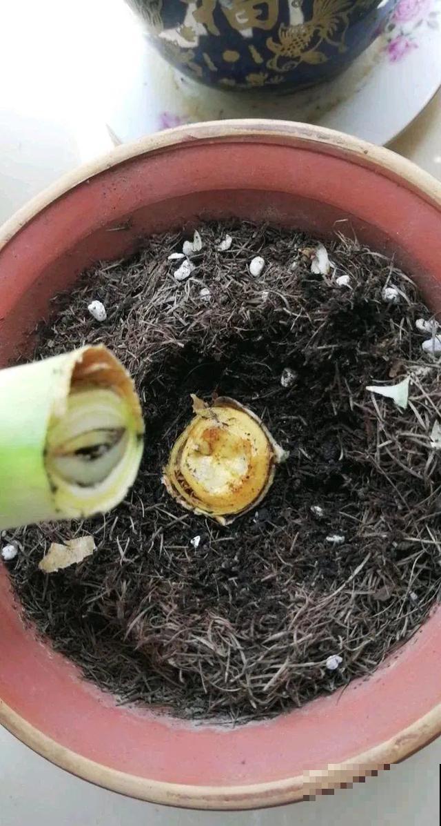 这花最娇气，叶子一喷水，立马就烂了！