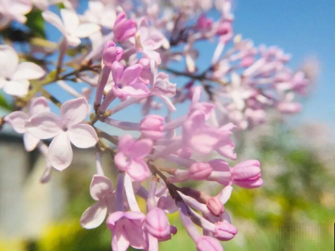 你在哪个城市，最适合养的花就是它！
