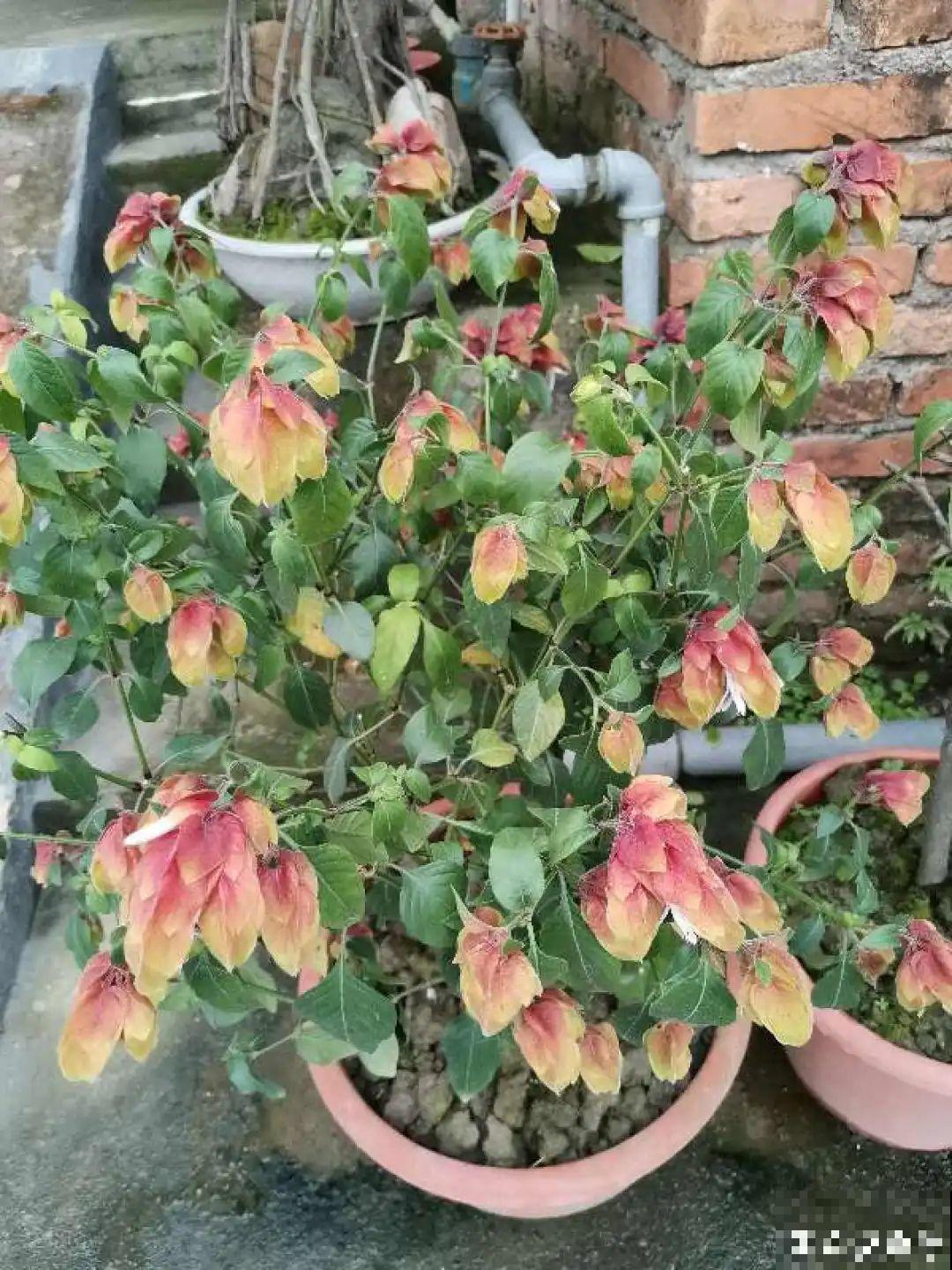 10种小众花，见过的人很少，养一盆特别有面子！