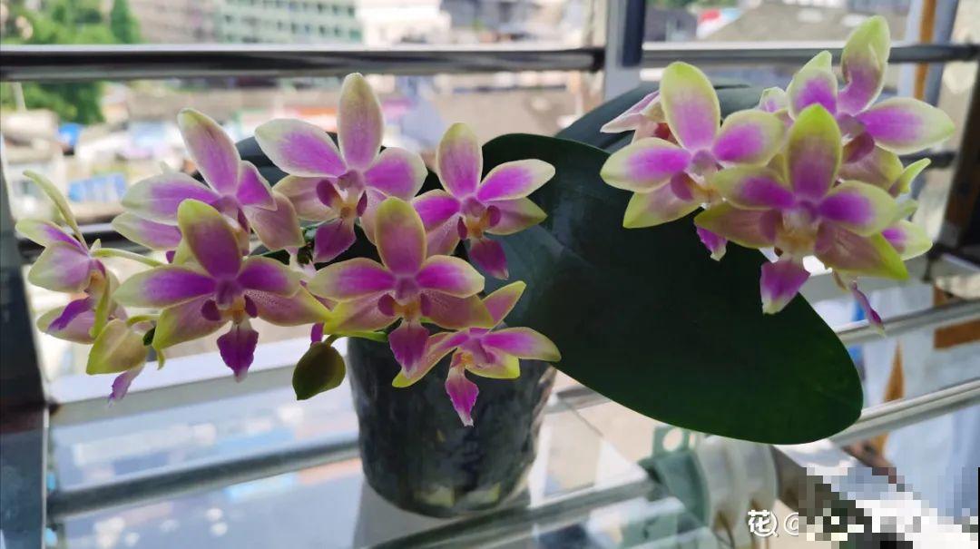 10月养花掐一掐,掐完就来花,盆都塞不下! 10月养花掐一掐,掐完就来花,盆都塞不下!