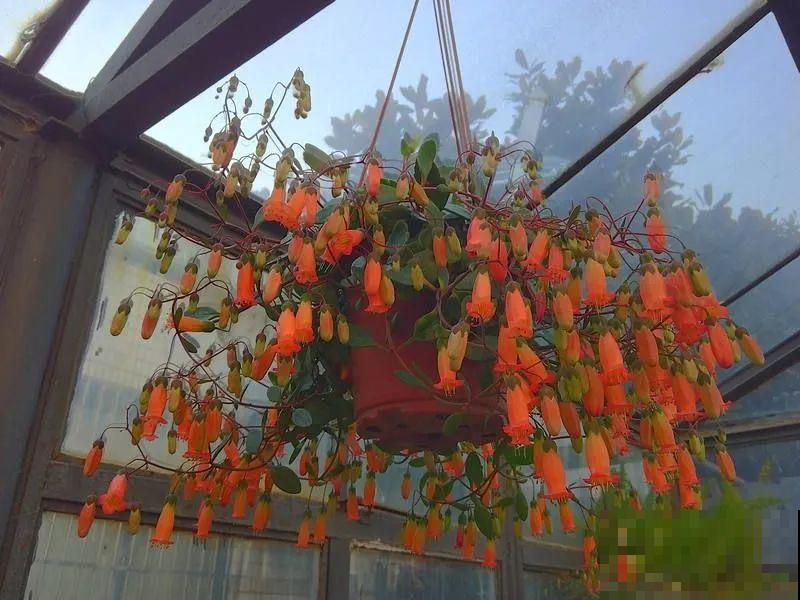 挂起来就能养的花,开花多不占地儿,家里能养100盆! 挂起来就能养的花,开花多不占地儿,家里能养100盆!