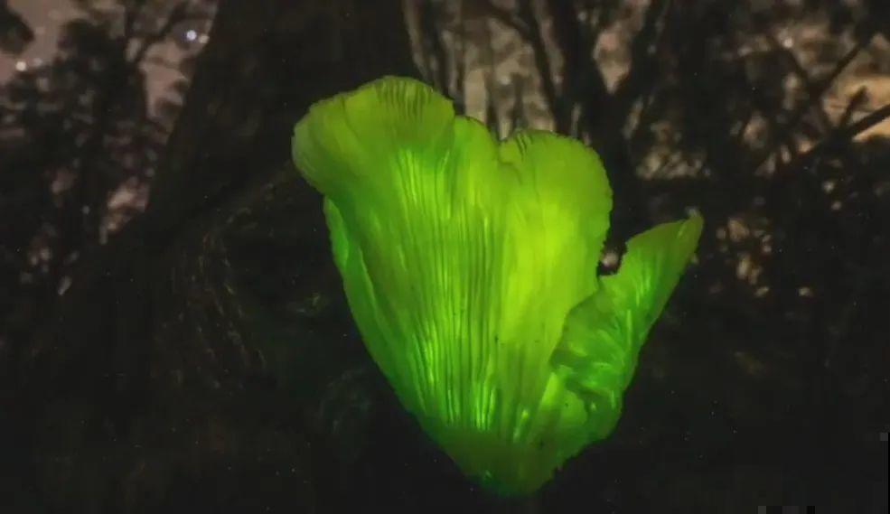 路边看到这种花，赶紧跑，离得越远越好！