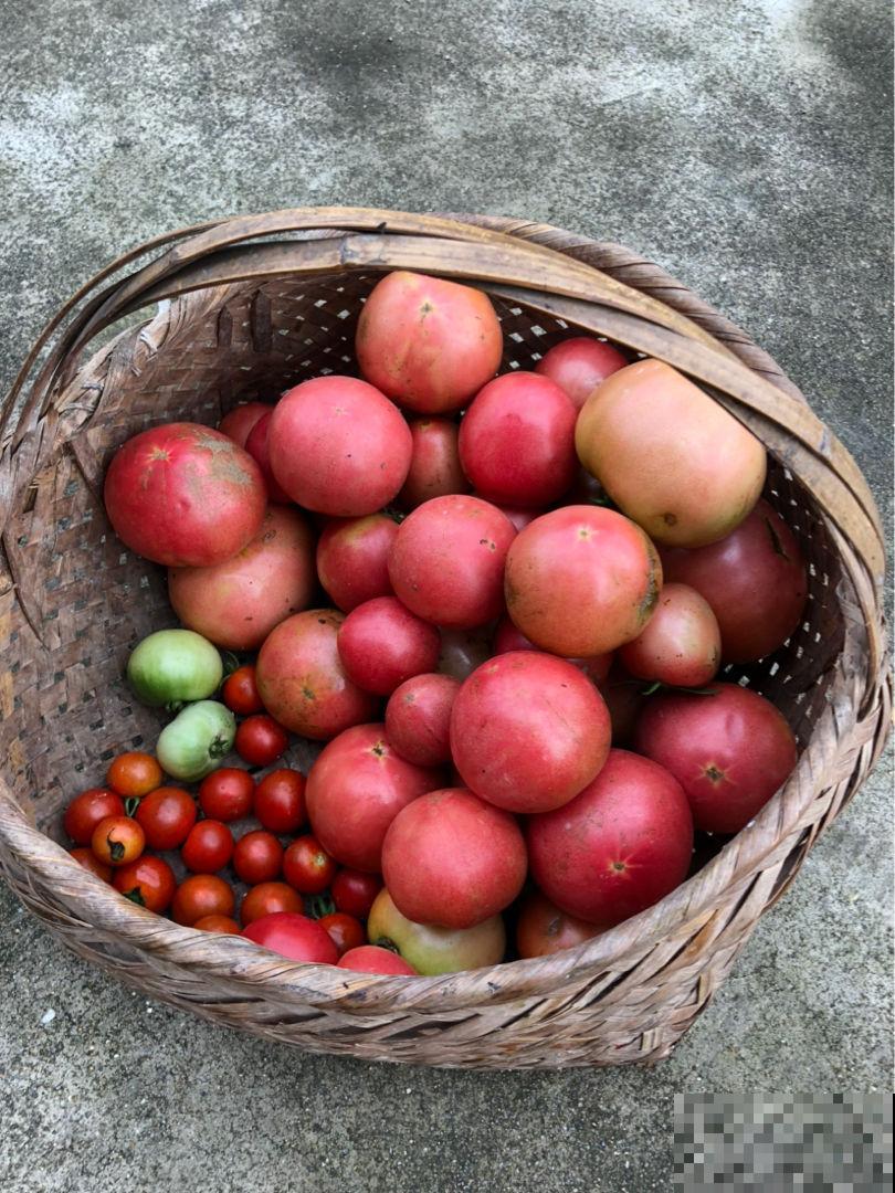 营养开胃的西红柿鸡蛋汤，做法有窍门，赶紧记住做给家人喝