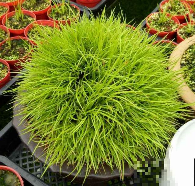 种几棵菖蒲当盆景,气质独特,文人风骨尽显! 种几棵菖蒲当盆景,气质独特,文人风骨尽显!