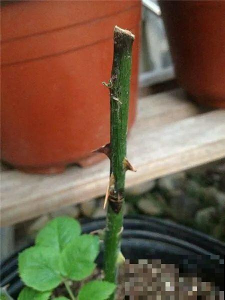 月季别剪了，剪完一杆全黑，今年都白养！