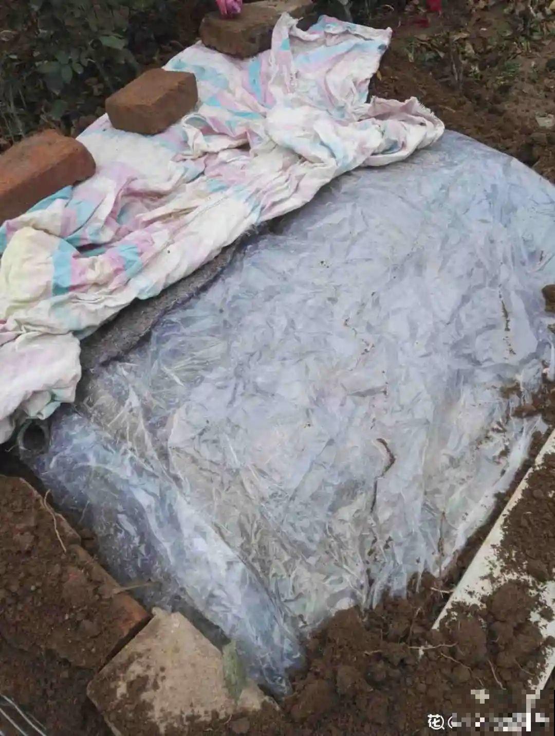 冬天扦插，只用一张塑料薄膜，就能长出小嫩芽