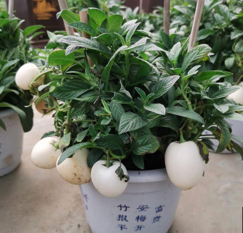 传说中的人参果,自家也能种,省老多钱了! 传说中的人参果,自家也能种,省老多钱了!