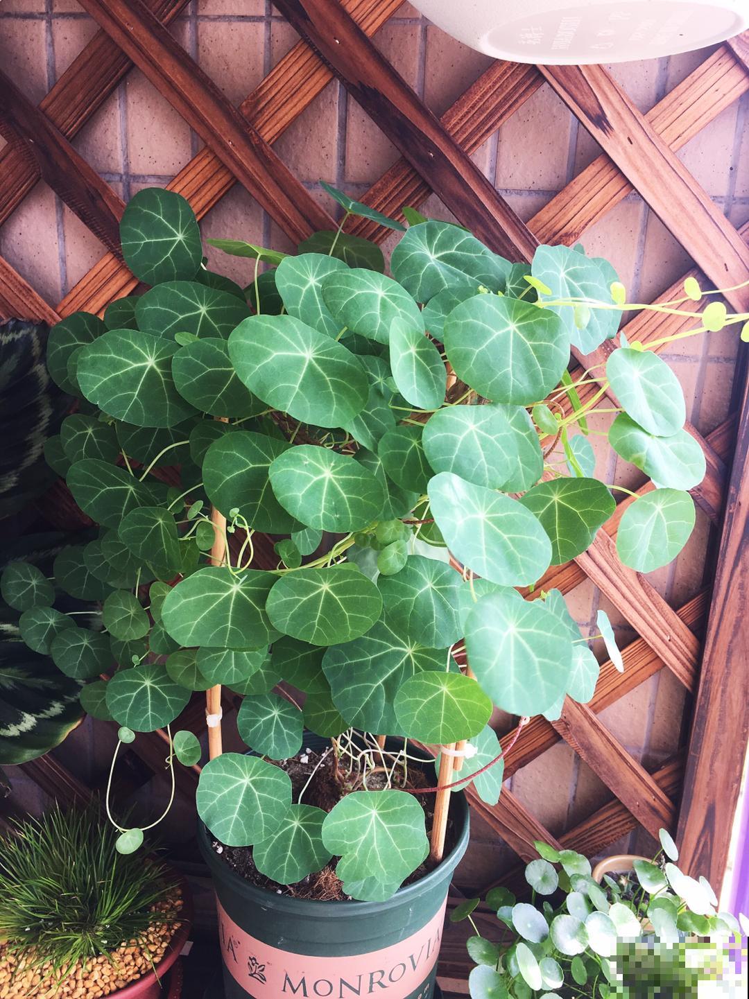 种到花盆里一个“大土豆”，俩月后开始疯狂冒芽，现在爬满整面墙
