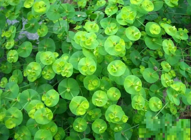 植物命名的5种方式,新奇有趣! 植物命名的5种方式,新奇有趣!