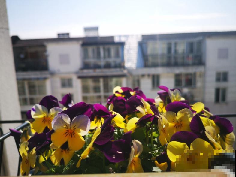 这种花秋冬必备，漂亮又好养活，品种多到挑花眼！