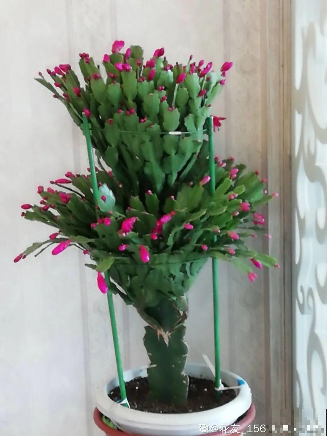 8种花，养嫩不养老，老了要多修剪！