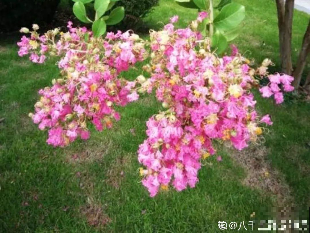 你在哪个城市，最适合养的花就是它！