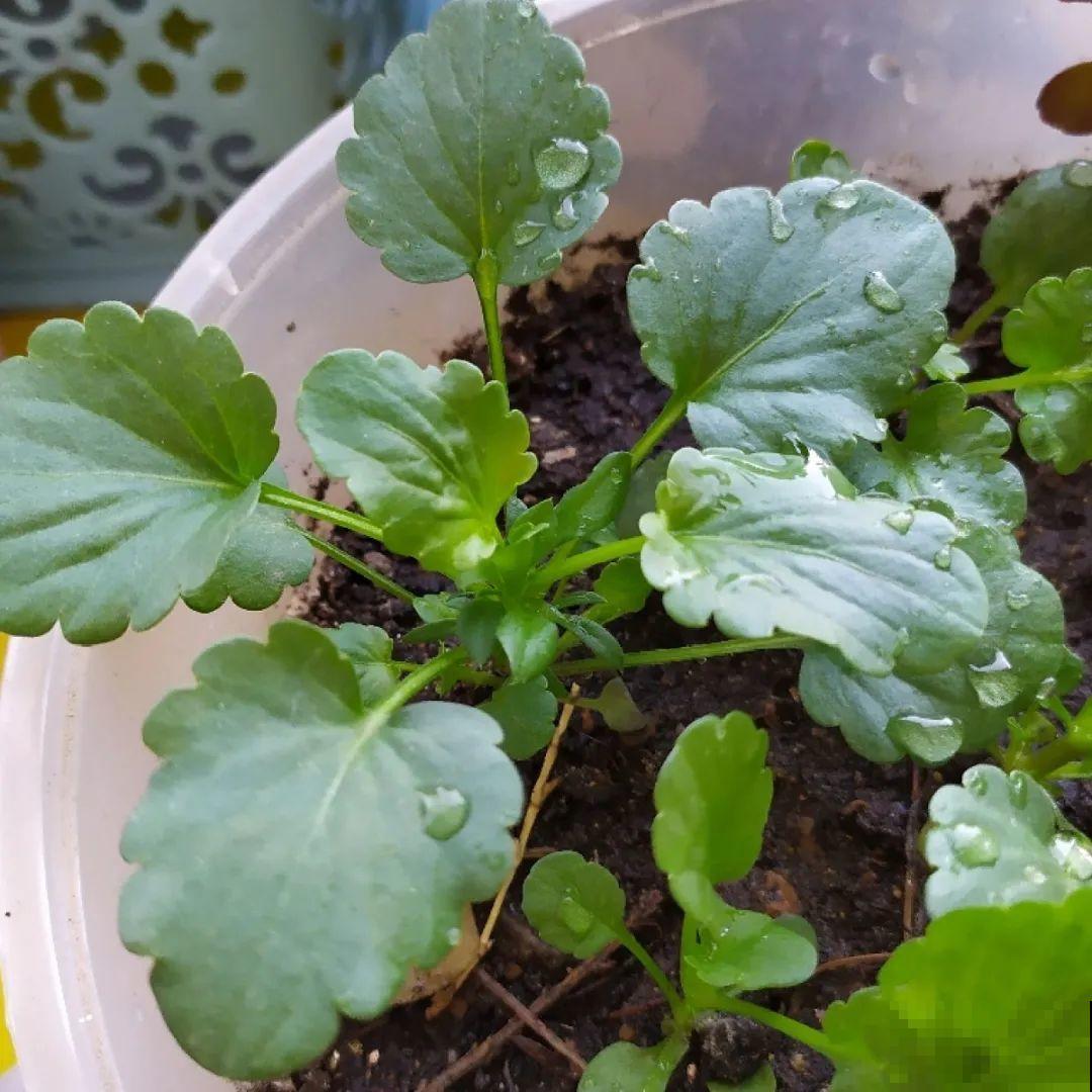 10种耐寒花，提前开始养，过冬无压力！