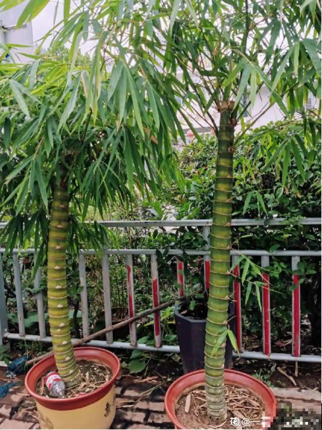 6种花特耐寒，断水两个月，也能正常生长