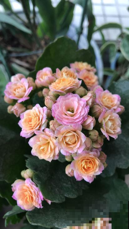 红红火火的“过冬花”，开花超热闹，适合冬天养