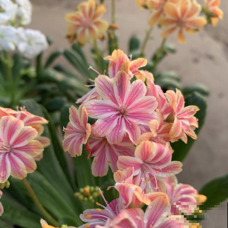 这5种多肉爱开花,花朵还极美,没见过亏大了! 这5种多肉爱开花,花朵还极美,没见过亏大了!